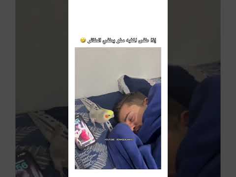 مشكلة الطيور 🤣 #اكسبلور #funny #بتس #lyrics #music #fyp #akv #srt #shorts #explore #لايك_اشتراك
