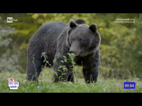 Orsa trentino, i cittadini esasperati e impauriti - Unomattina Estate 19/07/2024