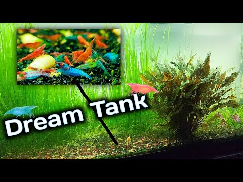 My Ultimate 75 Gallon Shrimp Tank - The Perfect Co Welcome to my dream shrimp tank - 75 gallons of pure shrimp color magic.

Check out my website http_