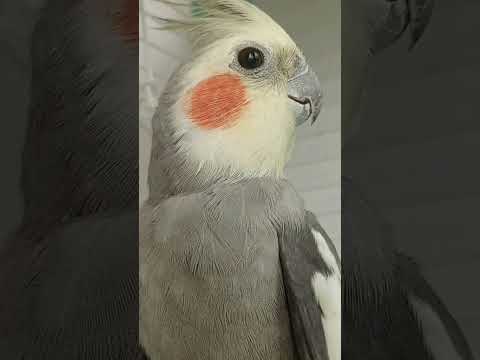 Bird#birds #birdspecies #birdsounds #cute #dancingbird #parrot #birddance #birdsong #birdphotography