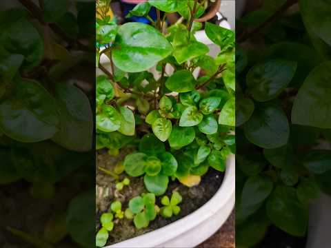 यार एक बात ..#gardening #garden #houseplants #ytshorts #comedy