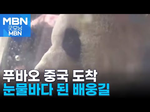 푸바오 중국 도착…"영원히 기억할게" 눈물로 배웅 [굿모닝 MBN]