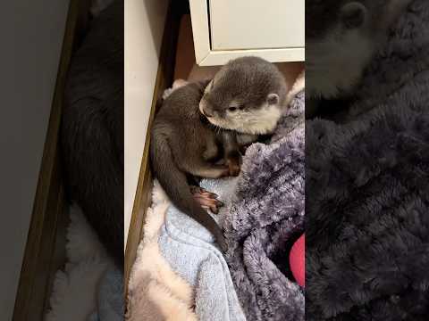 生後55日目の赤ちゃんカワウソ #shorts