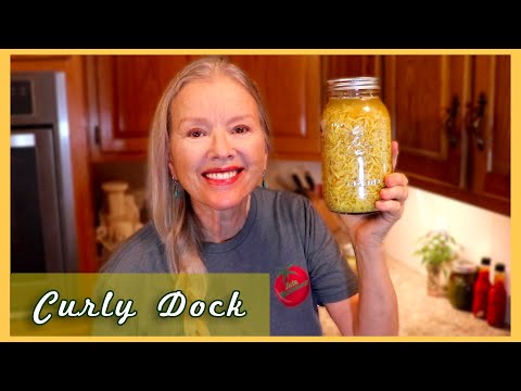 Harvesting & Making CURLY DOCK Tincture for detox | Medicinal Plant