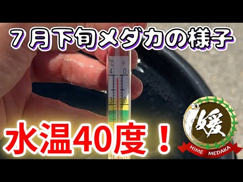 メダカの様子7月下旬～水温40度！黒バケツ実験で分かる遮光の大切さについて～【媛めだか】