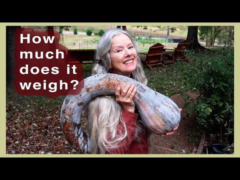 Harvest and Weigh my BIG SQUASH before the rain! Harvest and Weigh my BIG SQUASH before the rain!