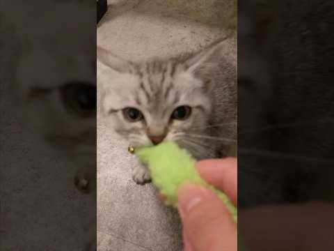 猫の動画サムネイル - マンチカンの子猫を愛情いっぱい育てた結果... #shorts #猫 #cat