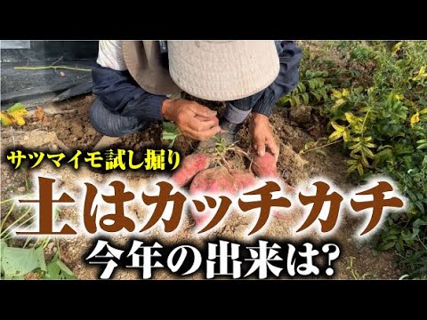 【答えはサムネ】サツマイモを試し掘りしました【土佐紅】【水不足】