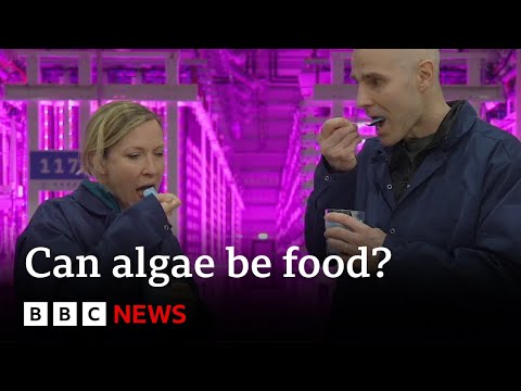 WEEKEND Iceland's vertical farm turning algae into food | BBC News