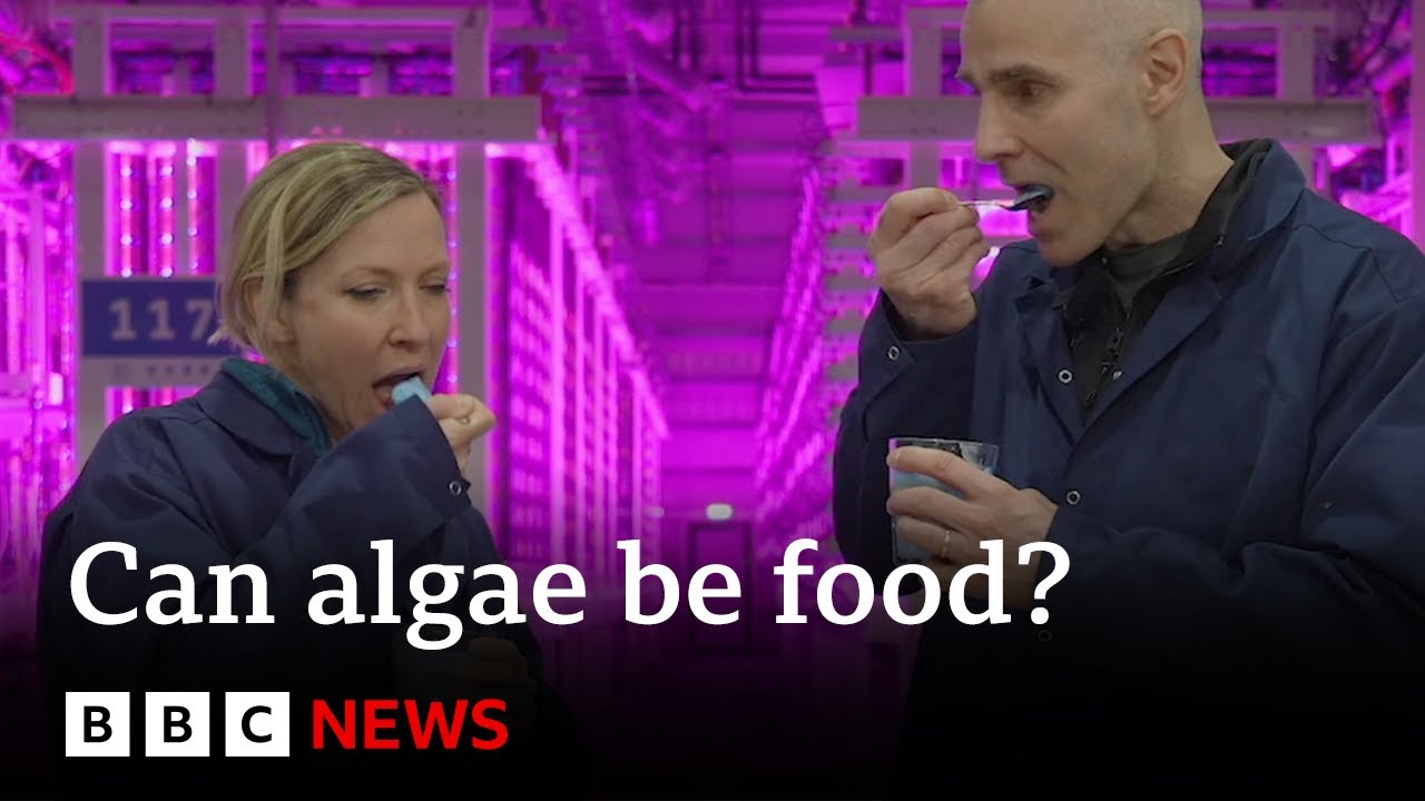 WEEKEND Iceland's vertical farm turning algae into food | BBC News