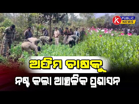 ଅଫିମ ଚାଷକୁ ନଷ୍ଟ କଲା ପ୍ରଶାସନ || K Public News