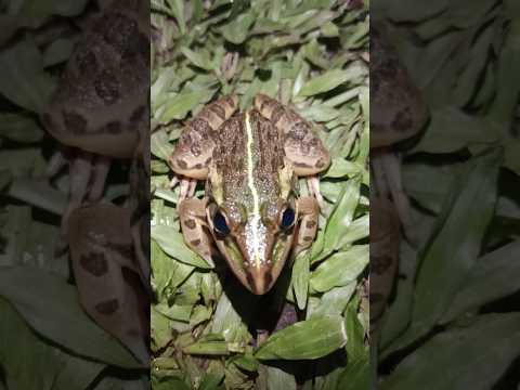 🤗🤗 yah hai cute sa mendhak ka baccha|| #mendaki  #frog  #shorts #animals