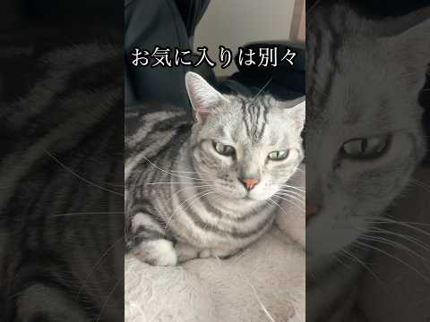 猫の動画サムネイル - お気に入りは別々 ねこ 昼寝 cat アメショ うめ　れん　たろう
