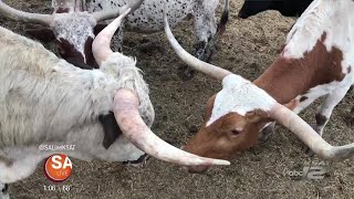 Learn some fun facts about Longhorns