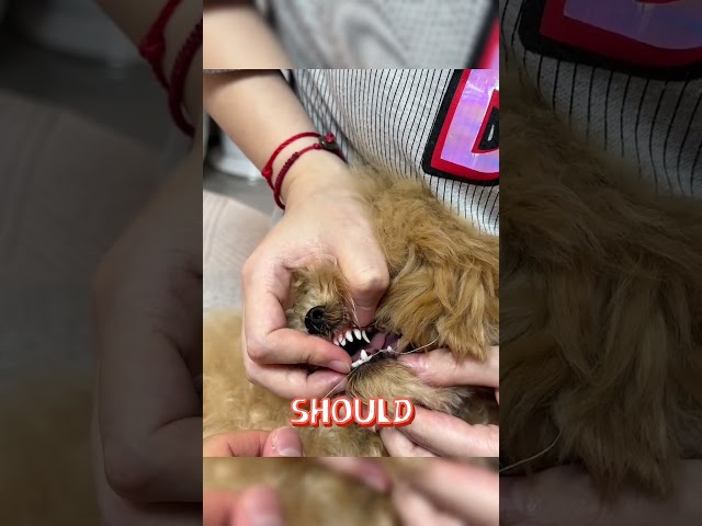 🐶🦷 The GENTLEST Way to Remove a Puppy's Tooth (You Won't Believe How Easy!)#shorts