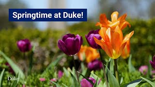 Springtime at Duke video