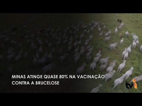 Vídeo: Minas atinge quase 80% na vacinação contra a Brucelose