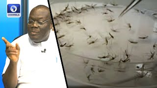 Medical Expert Analyses The Malaria Situation | Health Matters