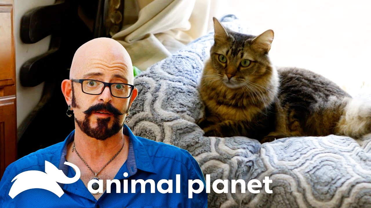 Philly Cat Has TERRITORIAL Issues! | My Cat From Hell | Animal Planet