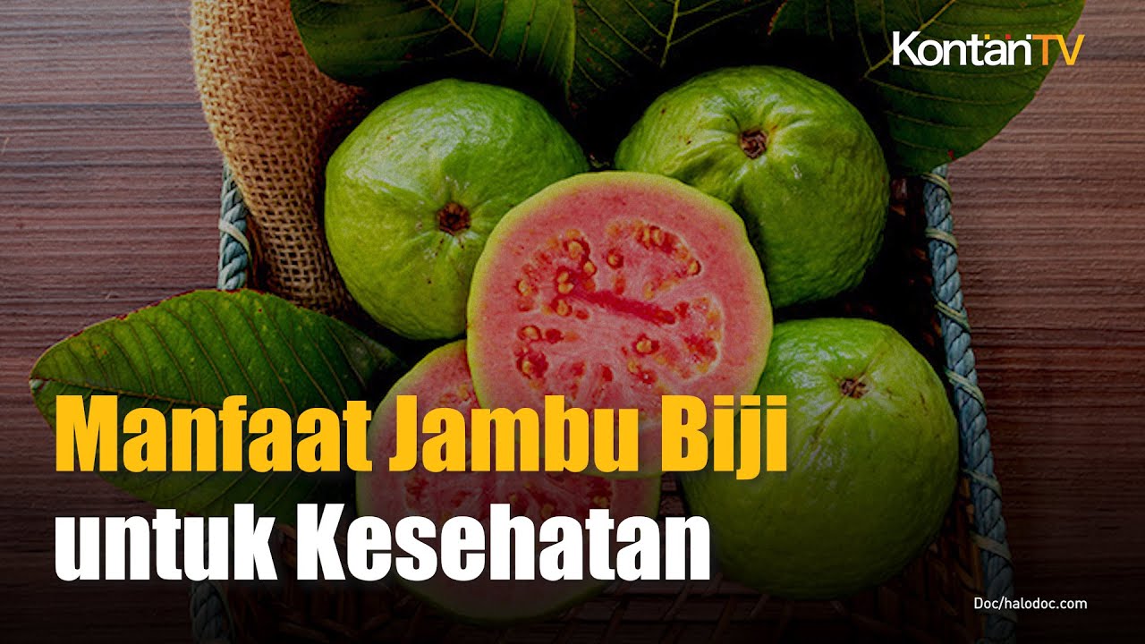 Cegah Diabetes Hingga Kanker Ini Deretan Manfaat Jambu Biji Untuk