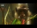 Mammals | Official Trailer | BBC Studios  - 01:21 min - News - Video