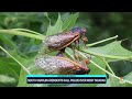 South Carolina residents calling police over noisy cicadas  - 02:09 min - News - Video