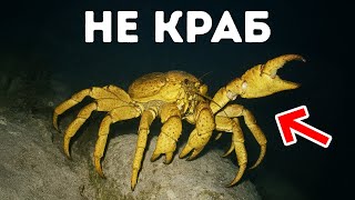 Различные животные снова и снова превращаются в крабов — что происходит?