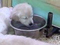 Chiot qui dort dans ca gamele d'eau :)