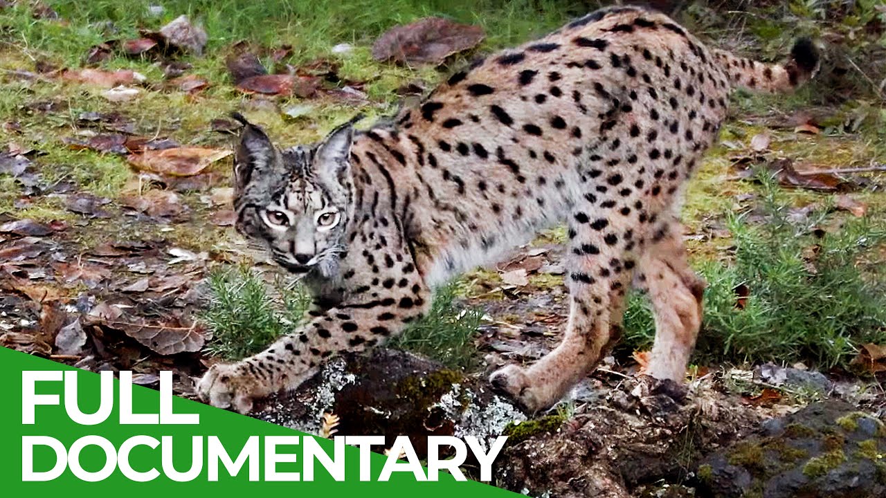 Stories of the Mediterranean Forest | Episode 2: Winter Time | Free Documentary Nature