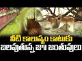 నీటి కాలుష్యం కాటుకు బలవుతున్న జూ జంతువులు.. | Water Pollution | Pakka Hyderabadi | hmtv