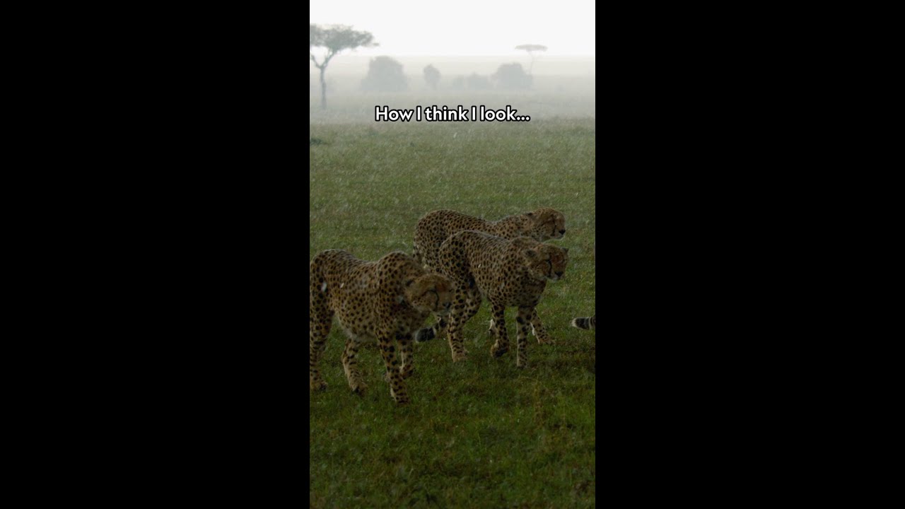 We can be cute *and* fierce! 🐾 #TheWayOfTheCheetah