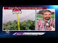 Ground Report On 15th All India Horticulture Expo Nursery | Necklace Road | V6 News  - 14:40 min - News - Video
