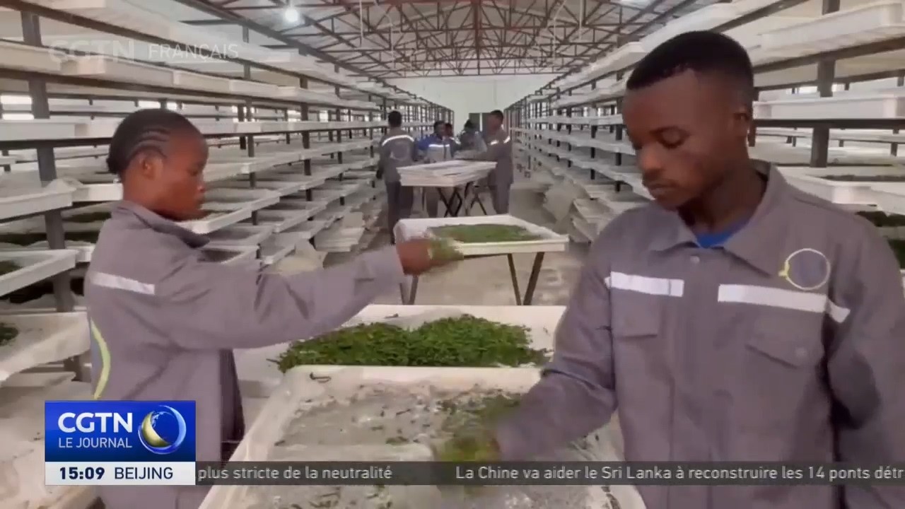 Zambie : première expédition de cocons de vers à soie traités thermiquement vers la Chine