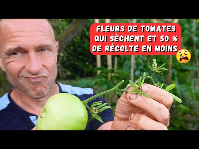 La galère des fleurs de tomates qui sèchent ► Observation et solutions