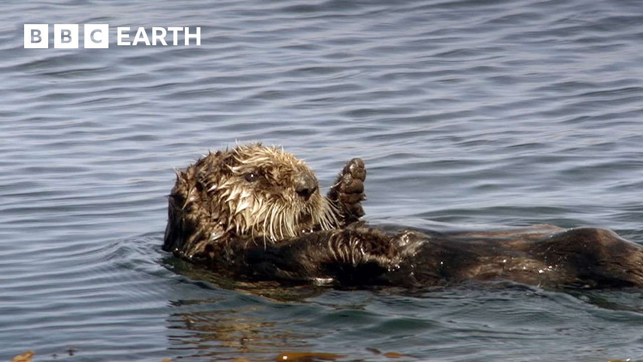 How Do Otters Insulate Themselves? | BBC Earth
