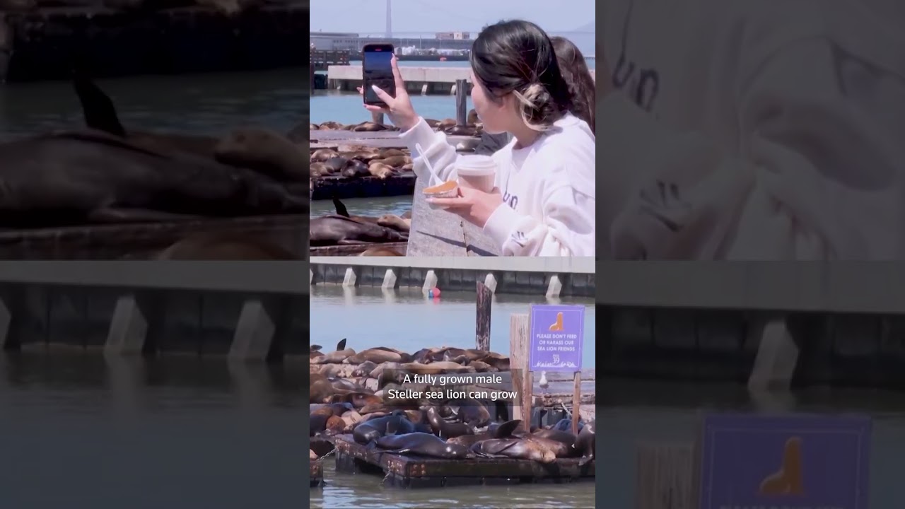 Crowds gather in San Francisco to see 'Chonkers' the sea lion
