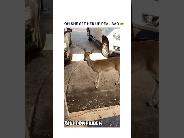 Deer with the AURA SWAP! 😂 #deer #viral #animals #fyp