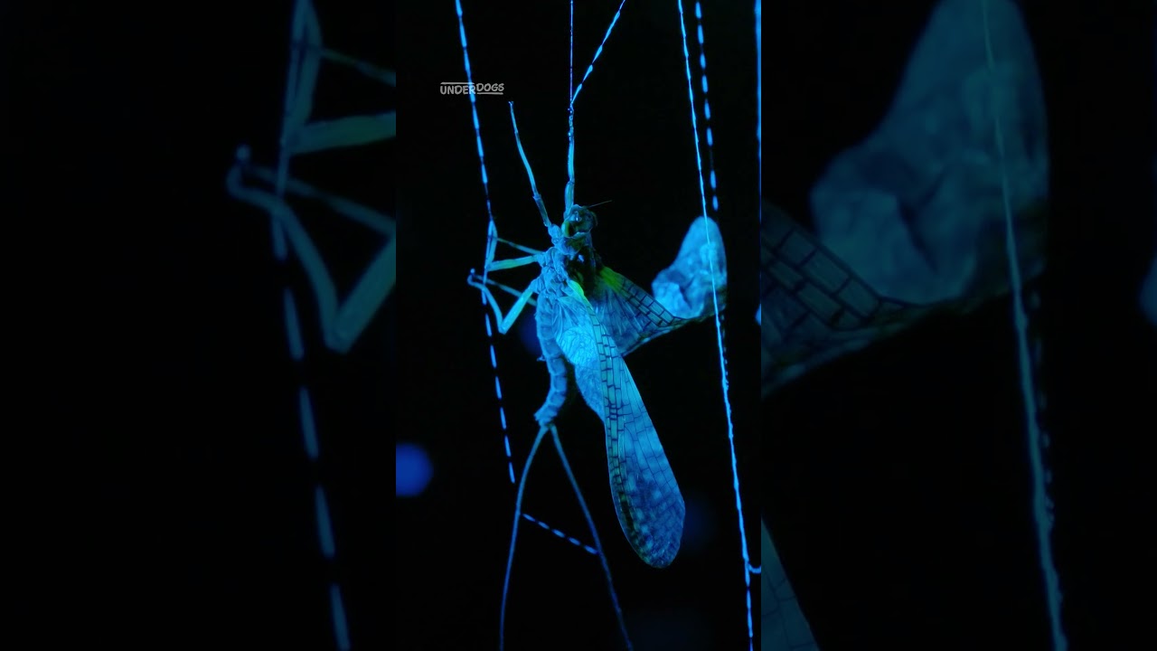 Explore the fungus gnat's haunted, creepy light show 👻🐛 #Underdogs