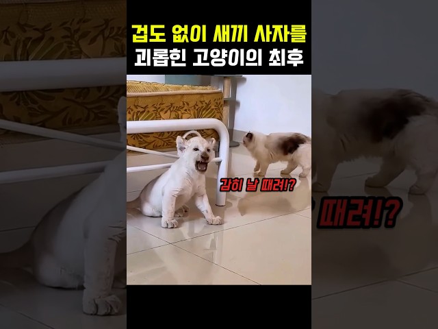 겁도 없이 새끼 사자를 괴롭힌 고양이의 최후 #사자 #새끼사자 #고양이 #냥이 #야옹이 #냥펀치