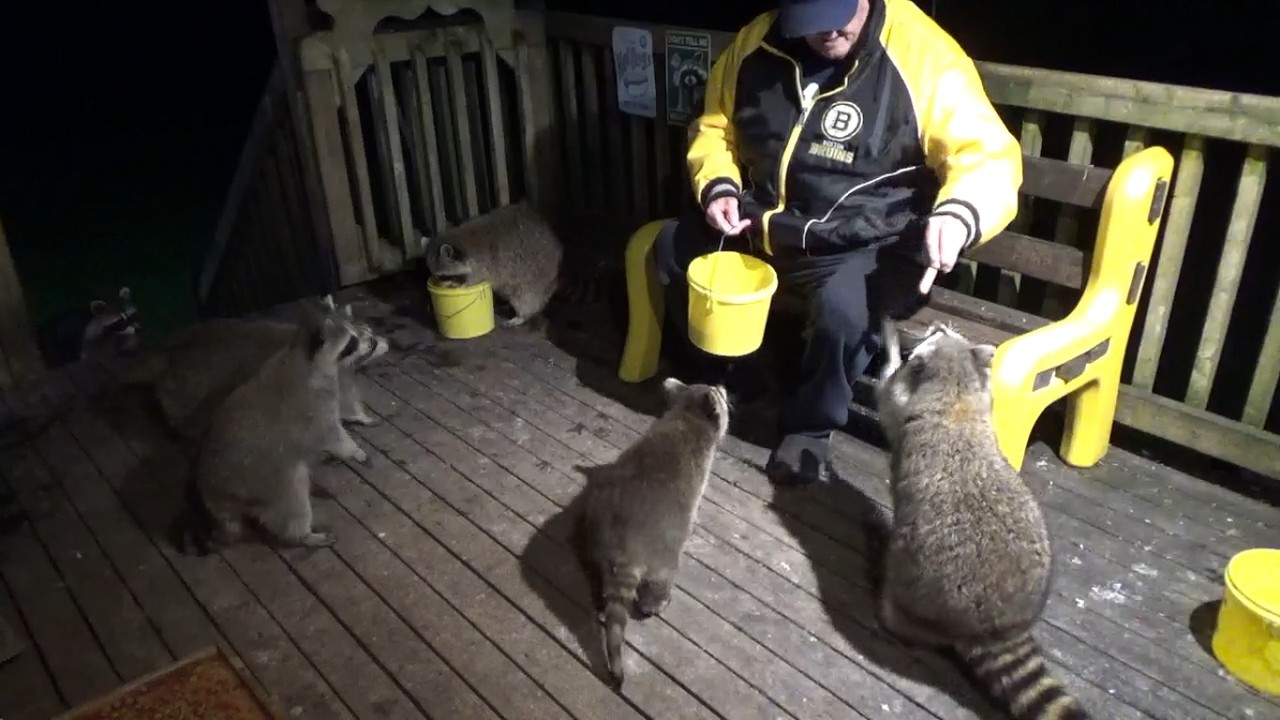 Saturday Night seven raccoons