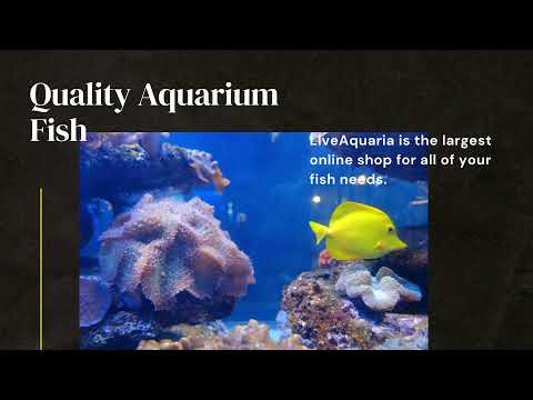 55 gallon aquarium kit with stand
