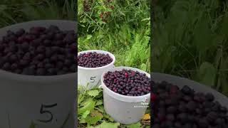 Picking Saskatoon Berries (in Manitoba)