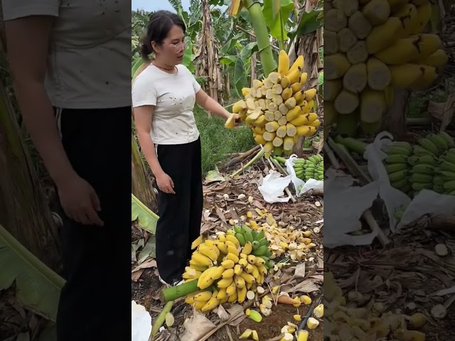 Making process of banana fertilizer