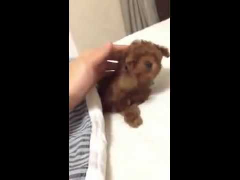 2011.11.23 Shinhwa Eric & baby Gomdori (Eric's old FB)
