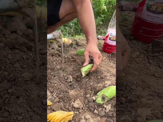 Chinese banana planting process