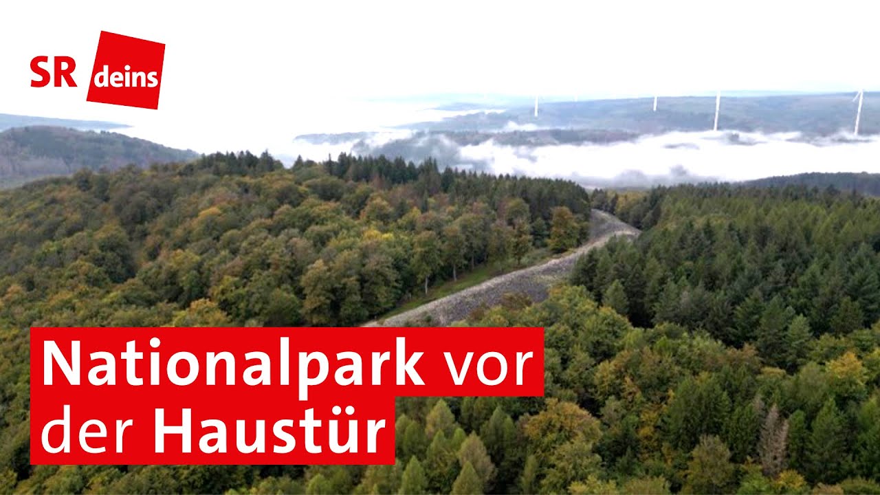 "Natur Natur sein lassen": Nationalpark Hunsrück-Hochwald - 10 Jahre organisierte Wildnis