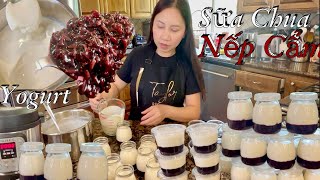 Yogurt Da Ua Sữa Chua Nếp Cẩm Bằng Nồi Instant Pot, Thành Công Ngay Lần Đầu Mềm Dẻo Mịn Thơm Ngon