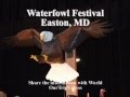 Waterfowl Festival(Dock Dogs), Easton, MD, US - Pictures