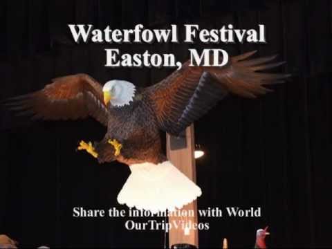 Pictures of Waterfowl Festival(Dock Dogs), Easton, MD, US