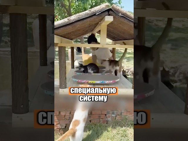 Соорудила для котиков идеальное место 🐈🥹 #милыеживотные #животные